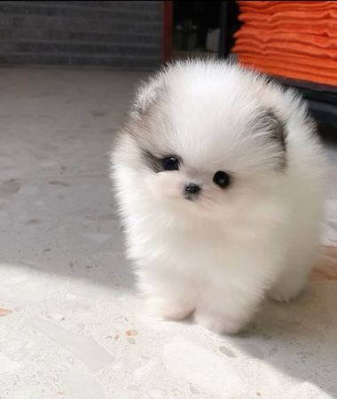 Pomerian Spitz, 2 ay, Erkək, peyvəndli – İtlər – ucuztap.az