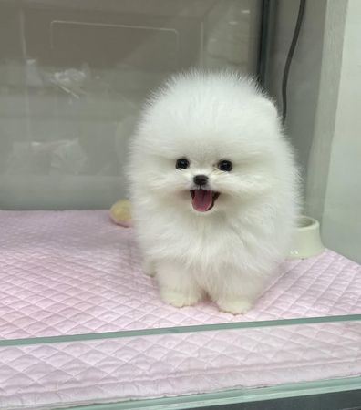 Pomerian Spitz, 2 ay, Erkək, peyvəndli – Bakı – ucuztap.az