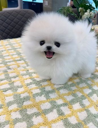 Pomerian Spitz, 2 ay, Dişi, peyvəndli – Bakı – ucuztap.az