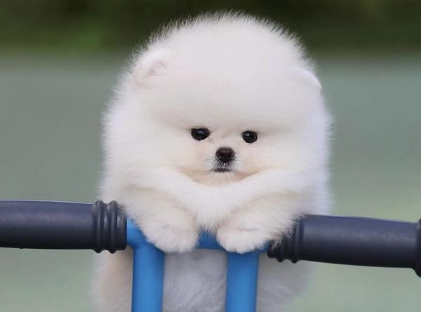 Pomerian Spitz, 2 ay, Dişi, peyvəndli – Bakı – ucuztap.az