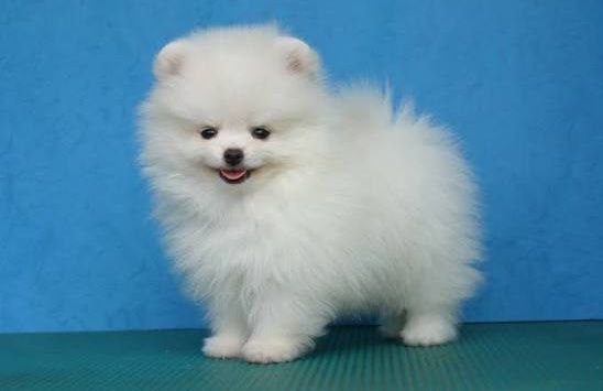 Pomerian Spitz, 2 ay, Dişi, peyvəndli – Bakı – ucuztap.az