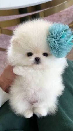 Pomerian Spitz, 2 ay, Dişi, peyvəndli – Bakı – ucuztap.az