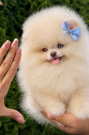 Pomerian Spitz, 2 ay, Erkək, peyvəndli – Bakı – ucuztap.az