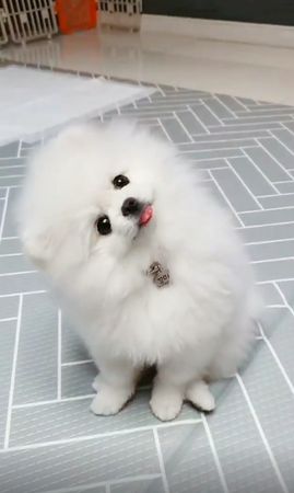Pomerian Spitz, 2 ayliq, Dişi, peyvəndli – Bakı – ucuztap.az