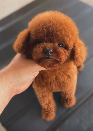 Toy pudel, 2 ayliq, Dişi, peyvəndli – Bakı – ucuztap.az