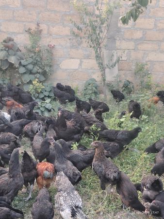 Australorp cücə – Bakı – ucuztap.az