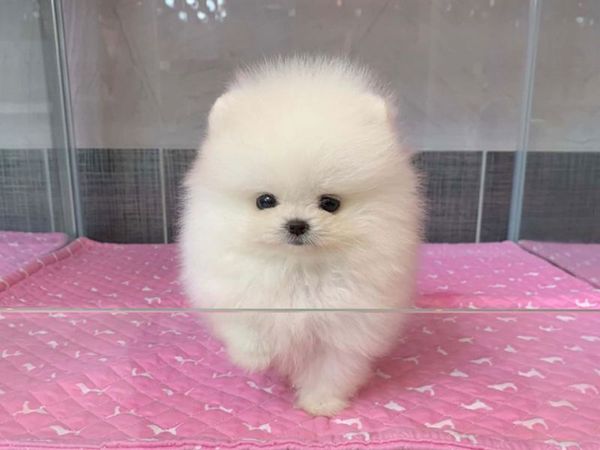 Pomerian Spitz, 2 ay, Dişi, peyvəndli – Bakı – ucuztap.az