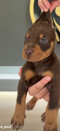 Doberman, 1ay, Erkək – Bakı – ucuztap.az