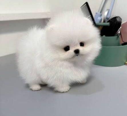 Pomerian Spitz, 2 ay, Dişi, peyvəndli – İtlər – ucuztap.az