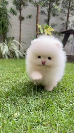 Pomerian Spitz, 2 ay, Erkək, peyvəndli – İtlər – ucuztap.az