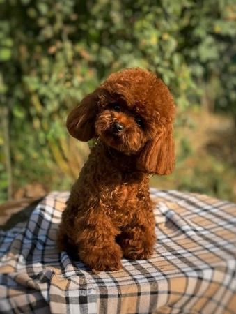 Toy pudel, 2 ay, Erkək, peyvəndli – Bakı – ucuztap.az