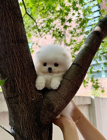 Pomerian Spitz, 2 ay, Dişi, peyvəndli – İtlər – ucuztap.az
