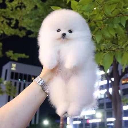 Pomerian Spitz, 2 ay, Dişi, peyvəndli – Bakı – ucuztap.az