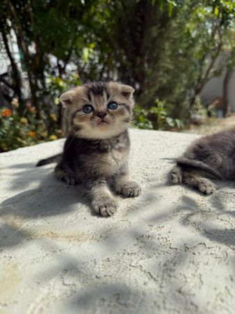 Sotland temiz cins balalar – Bakı – ucuztap.az