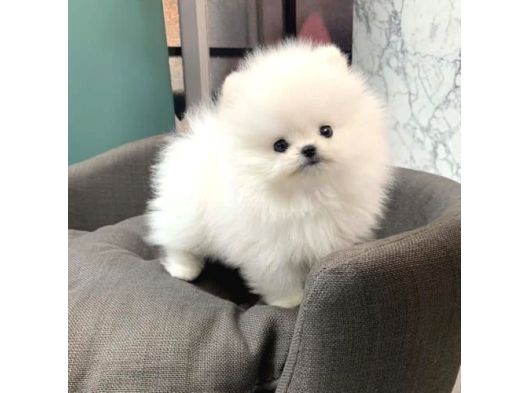 Pomerian Spitz, 2 ay, Erkək, peyvəndli – Bakı – ucuztap.az