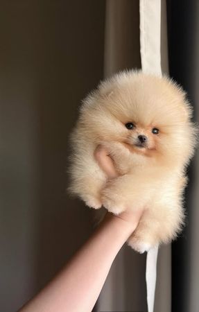 Pomerian Spitz, 2 ay, Erkək, peyvəndli – Bakı – ucuztap.az