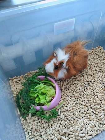 Ginepig – Bakı – ucuztap.az