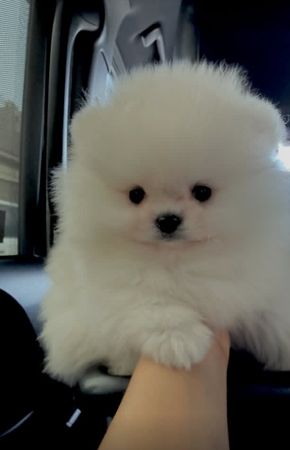 Pomerian Spitz, 2 ay, Erkək, peyvəndli – Bakı – ucuztap.az
