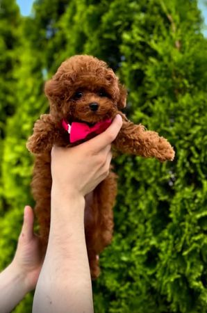 Toy pudel, 2 ay, Dişi, peyvəndli – Bakı – ucuztap.az