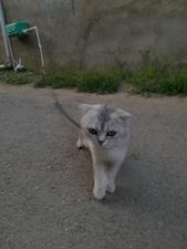Briytan erkəy sağlam