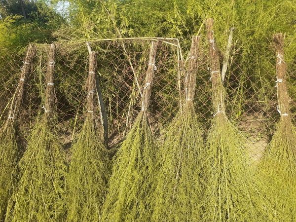 Yovşan otundan süpürgələr – Lənkəran – ucuztap.az