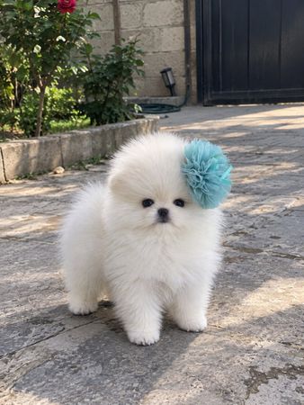 Pomerian Spitz, 2 ay, Erkək, peyvəndli – Bakı – ucuztap.az
