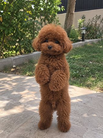 Toy pudel, 2 ay, Erkək, peyvəndli – Bakı – ucuztap.az