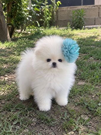 Pomerian Spitz, 2 ay, Erkək, peyvəndli – İtlər – Bakı – ucuztap.az