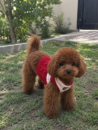 Toy pudel, 2 ay, Erkək, peyvəndli – Bakı – ucuztap.az