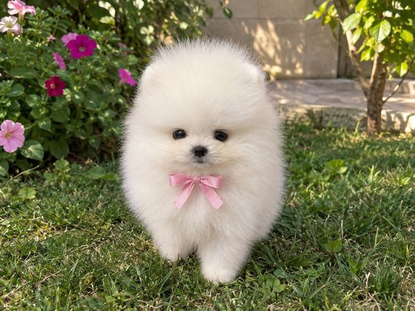 Pomerian Spitz, 2 ay, Dişi, peyvəndli – Bakı – ucuztap.az
