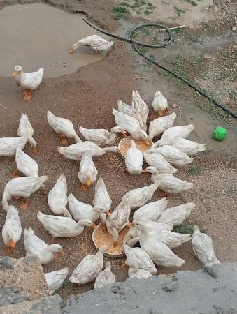 Peken ordeyi – Quşlar – Sumqayıt – ucuztap.az