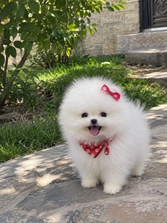 Pomerian Spitz, 2 ay, Erkək, peyvəndli – Bakı – ucuztap.az