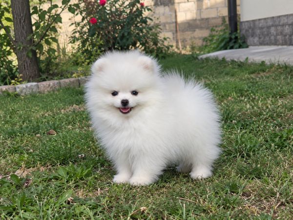 Pomerian Spitz, 2 ay, Erkək, peyvəndli – Bakı – ucuztap.az