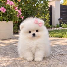 Pomerian Spitz, 2 ay, Dişi, peyvəndli