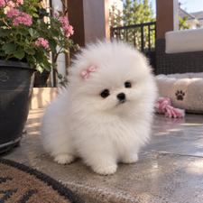 Pomerian Spitz, 2ay, Erkək, peyvəndli