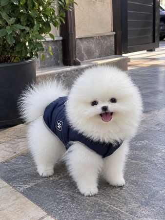 Pomerian Spitz, 2 ay, Dişi, peyvəndli – Bakı – ucuztap.az