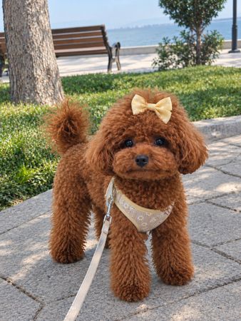 Toy pudel, 2 ay, Dişi, peyvəndli – Bakı – ucuztap.az