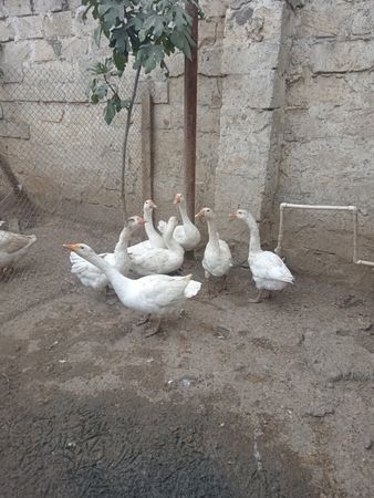 5 Aylıq qazlar – Bakı – ucuztap.az