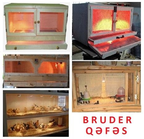 Cücə üçün Bruder. Toyuq Hini – Bakı – ucuztap.az