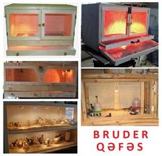 Cücə üçün Bruder. Toyuq Hini