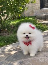 Pomerian Spitz, 2 ay, Dişi, peyvəndli