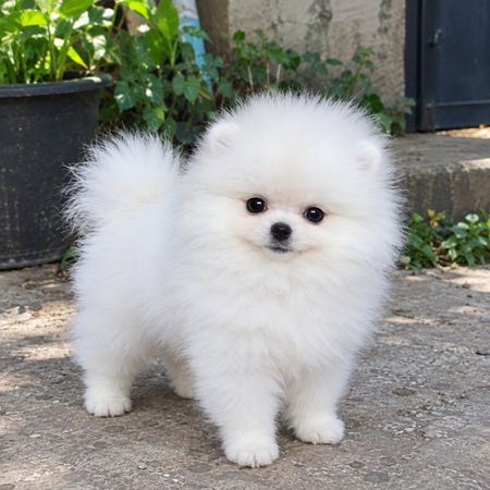Pomerian Spitz, 2 ay, Erkək, peyvəndli – Bakı – ucuztap.az