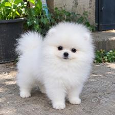 Pomerian Spitz, 2 ay, Erkək, peyvəndli