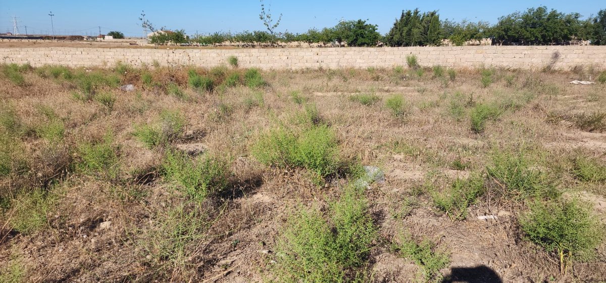 Земельный участок на продажу, Говсан, Баку