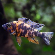 Akvarium baliqlari