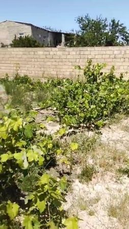 Torpaq sahəsi, 3 sot, Çıxarışlı, H.Z.Tagiyev qes Ə.Vahid kuc 72 A., Sumqayıt – Sumqayıt – ucuztap.az