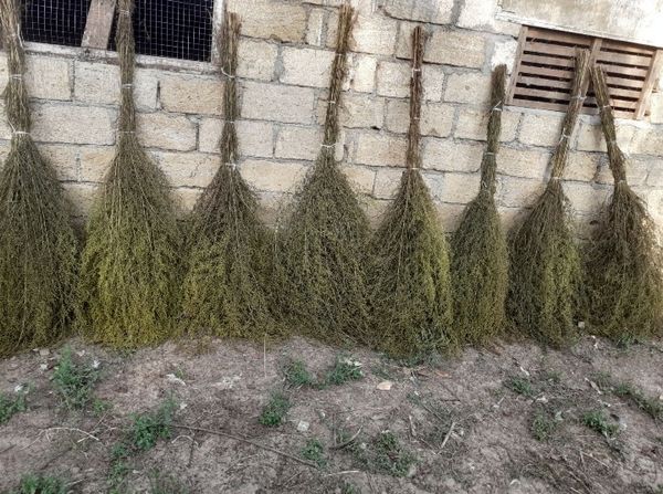 Yovşan otundan süpürgələr – Lənkəran – ucuztap.az
