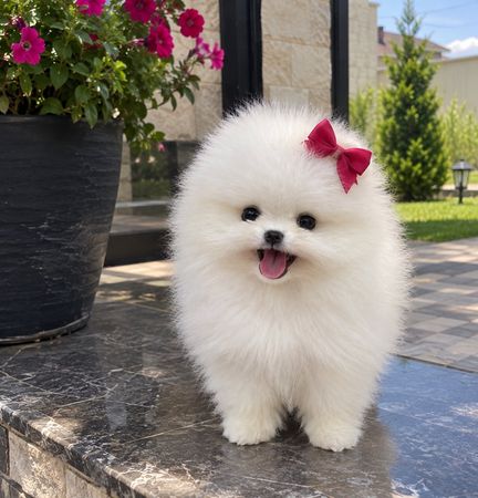 Pomerian Spitz, 2 ay, Dişi, peyvəndli – Bakı – ucuztap.az