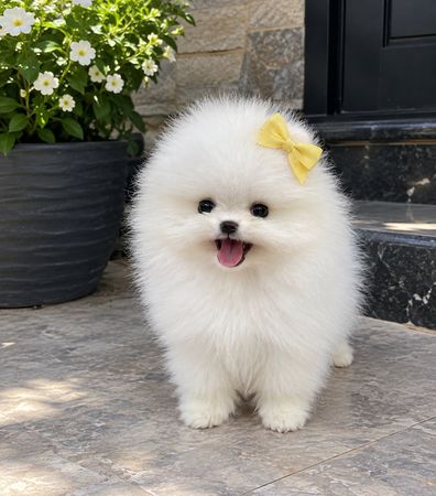 Pomerian Spitz, 2 ay, Erkək, peyvəndli – Bakı – ucuztap.az