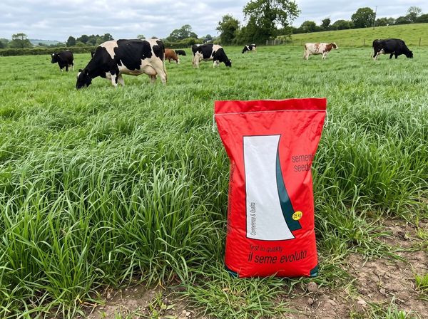 Ryegrass süd otu toxumu – Bakı – ucuztap.az